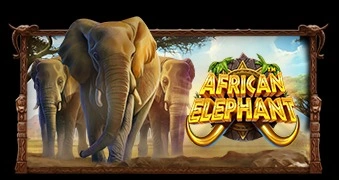 African Elephant™